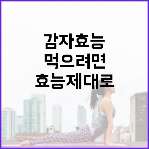 감자 효능 제대로 먹으려면 이렇게 고르세요 - 요약
