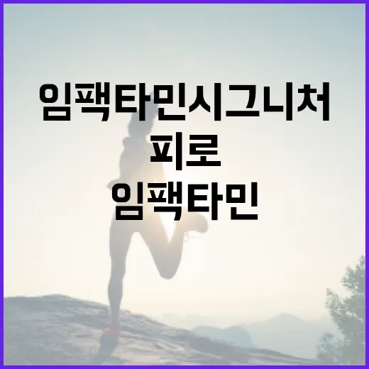임팩타민 시그니처 고르는 방법, 피로할 때 먼저 확인할 것들 - 요약