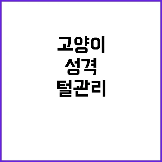 고양이종류 고르려면 이렇게 보세요: 성격부터 털관리까지 초보자 가이드 - 요약