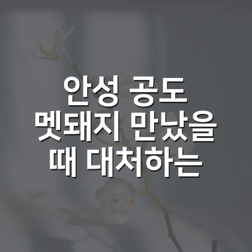 안성 공도 멧돼지 만났을 때 대처하는 방법 - 요약