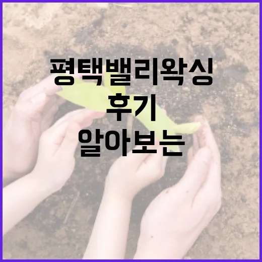 평택 밸리왁싱 후기를 통해 알아보는 왁싱 경험과 팁 - 요약