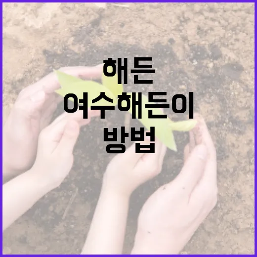 여수 해든이를 즐기는 방법 - 요약