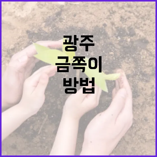 금쪽이를 광주에서 찾는 방법 - 요약