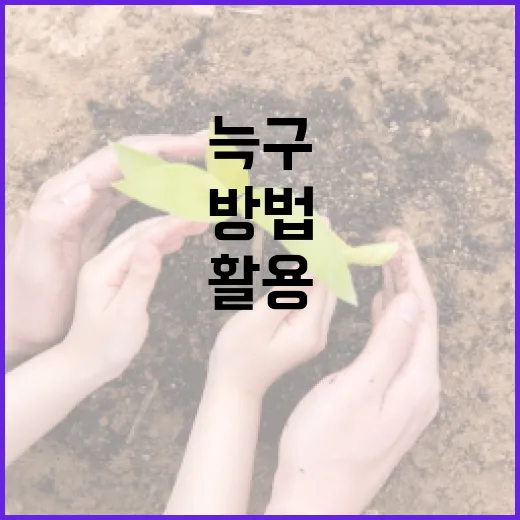 늑구를 이해하고 활용하는 방법 - 요약