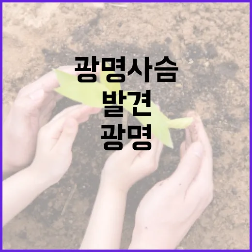 광명 사슴을 발견하고 즐기는 방법 - 요약