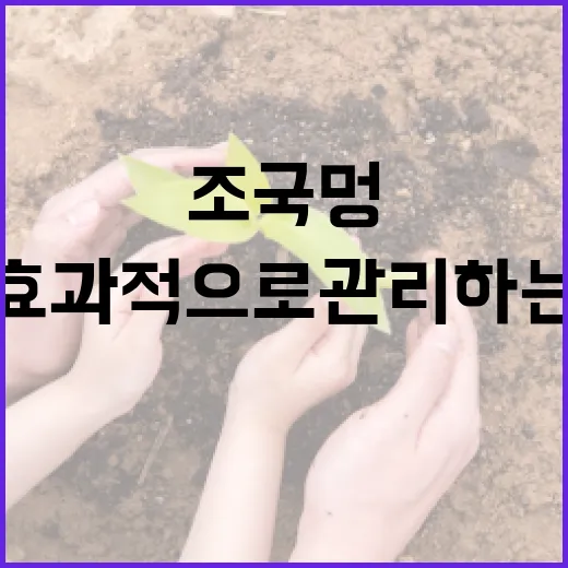 조국 멍을 효과적으로 관리하는 방법 - 요약