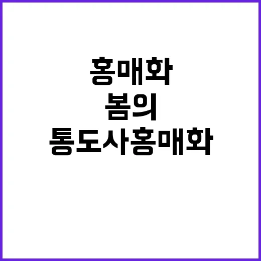 통도사 홍매화를 즐…