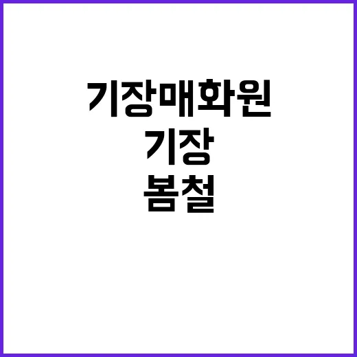 기장 매화원을 즐기는 방법: 봄철 꽃 구경의 진수
