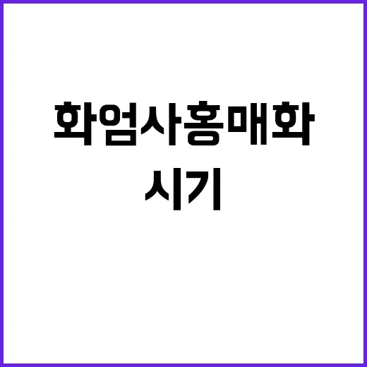 화엄사 홍매화를 감…