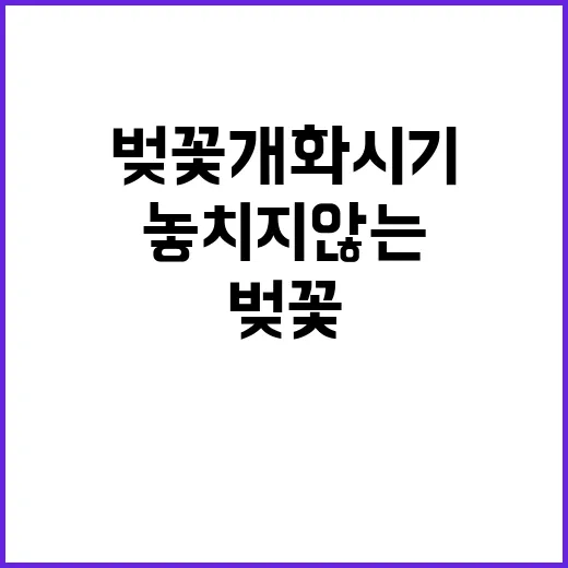 벚꽃 개화시기를 놓…