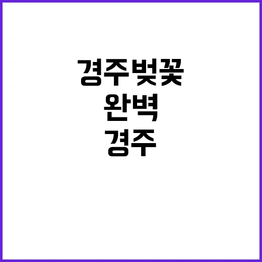 경주 벚꽃 여행을 완벽하게 즐기는 방법