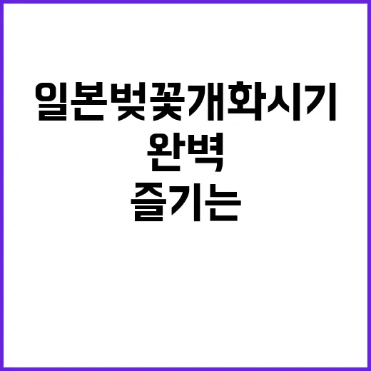 일본 벚꽃 개화시기를 완벽하게 즐기는 방법