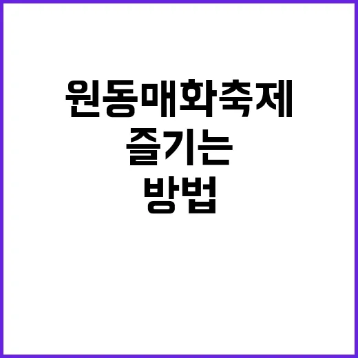 원동 매화축제를 즐기는 방법: 봄을 만끽하세요