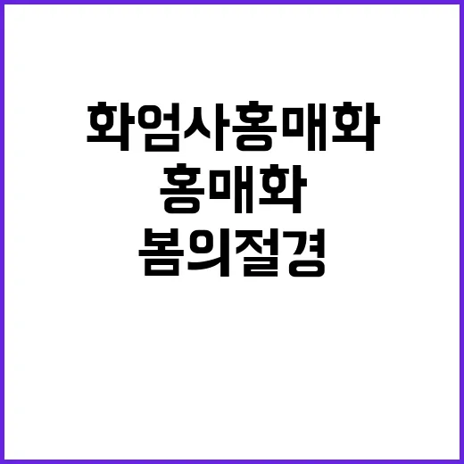 화엄사 홍매화를 즐기는 방법: 봄의 절경을 경험하려면 이렇게