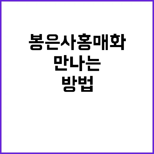 봉은사 홍매화를 만…