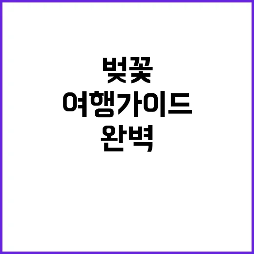 대구에서 벚꽃을 즐…