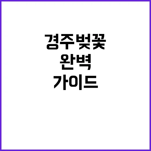 경주 벚꽃을 만끽하…
