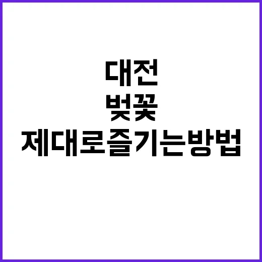 대전에서 벚꽃을 제…