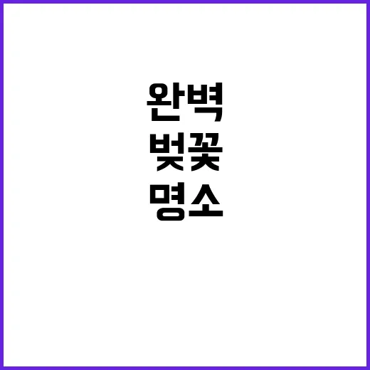 벚꽃 명소를 완벽하게 즐기는 방법
