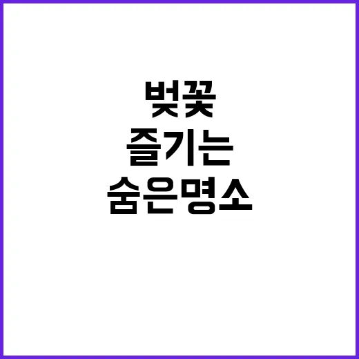 대전에서 벚꽃을 즐…