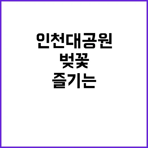 인천대공원에서 벚꽃…