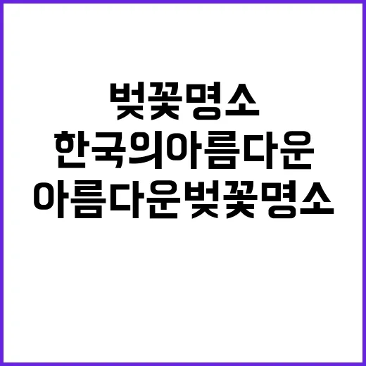 한국의 아름다운 벚…