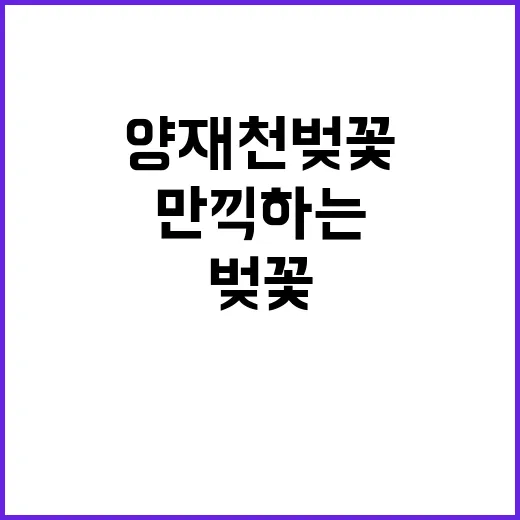 양재천 벚꽃을 만끽…
