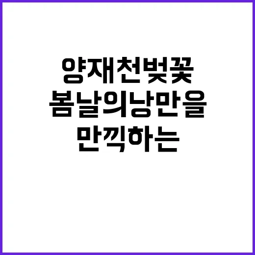 양재천 벚꽃을 만끽…