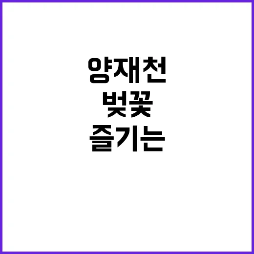 양재천 벚꽃을 즐기…
