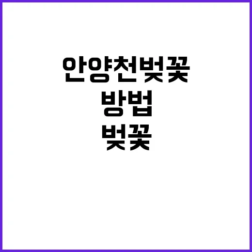 안양천 벚꽃을 만끽…