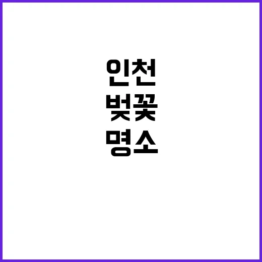 인천에서 벚꽃을 만…