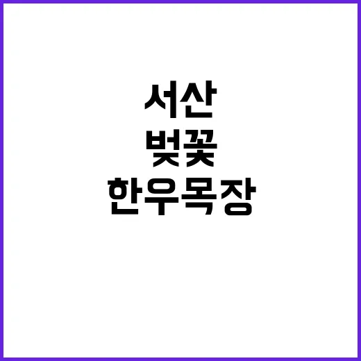 서산 한우목장에서 벚꽃을 즐기는 방법