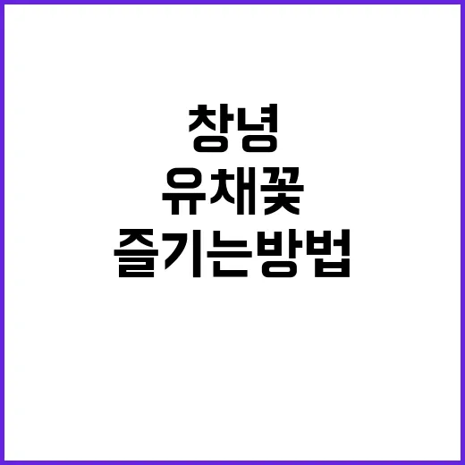 창녕 유채꽃 여행을…