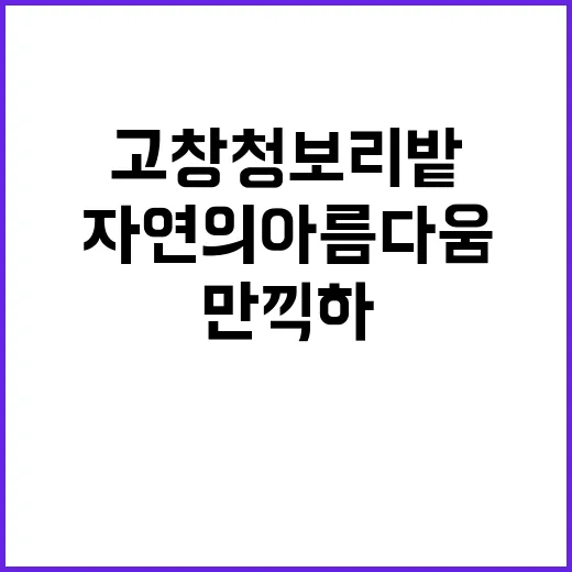 고창 청보리밭에서 …