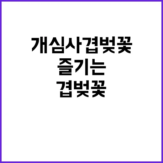 개심사 겹벚꽃을 즐…