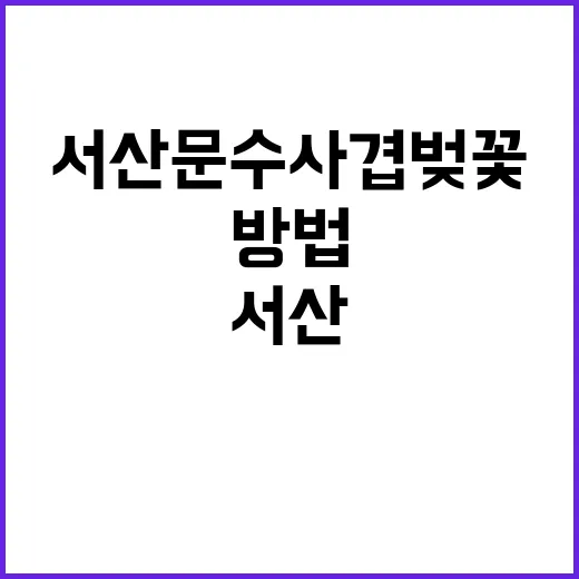 서산 문수사 겹벚꽃…