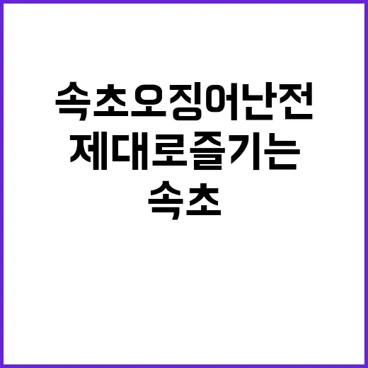 속초 오징어난전, 제대로 즐기는 방법