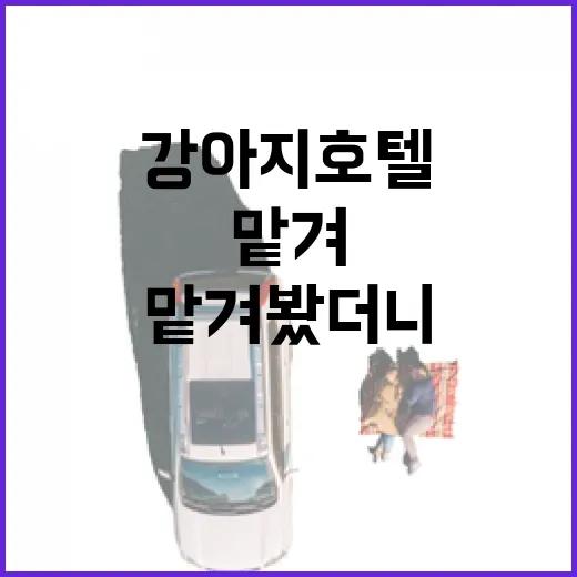 강아지호텔 여러 곳 맡겨봤더니 사진보다 먼저 봐야 할 것들 - 요약