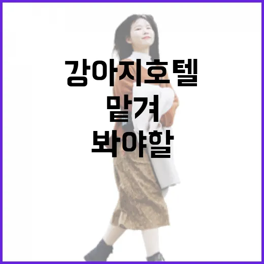강아지호텔 여러 번 맡겨봤더니 사진보다 먼저 봐야 할 것들이 있더라 - 요약