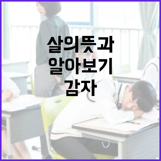 감다살의 뜻과 활용법 알아보기 - 요약