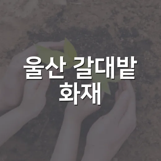 울산 갈대밭 화재, 재난문자까지 온 이유가 궁금하신가요? - 요약