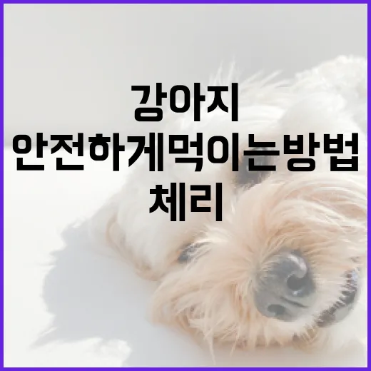 강아지에게 체리를 안전하게 먹이는 방법 - 요약