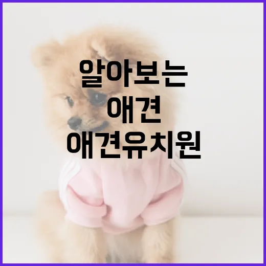 애견유치원 가격 알아보는 방법 - 요약