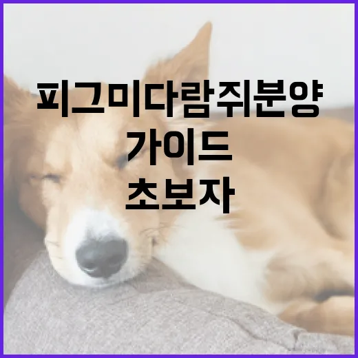 피그미다람쥐 분양받는 방법과 초보자를 위한 가이드 - 요약