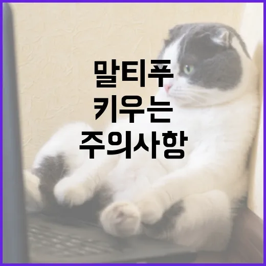 말티푸를 키우는 방법과 주의사항 - 요약