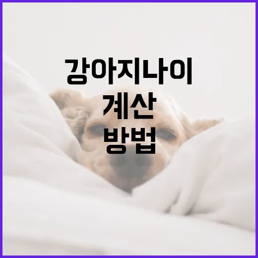 강아지 나이를 계산하는 방법: 사람 나이로 환산하기 - 요약