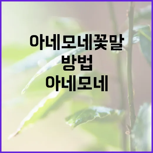 아네모네 꽃말을 이해하고 활용하는 방법 - 요약