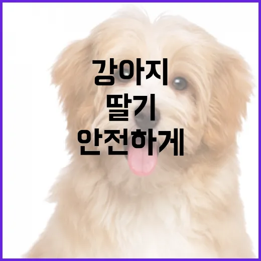 강아지에게 딸기를 안전하게 주는 방법 - 요약