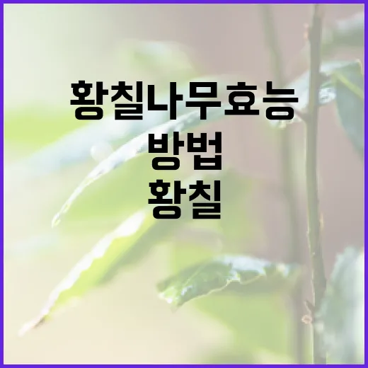 황칠나무 효능을 최대한 활용하는 방법 - 요약