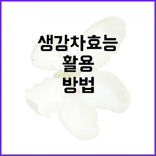 생강차 효능을 최대한 활용하는 방법 - 요약